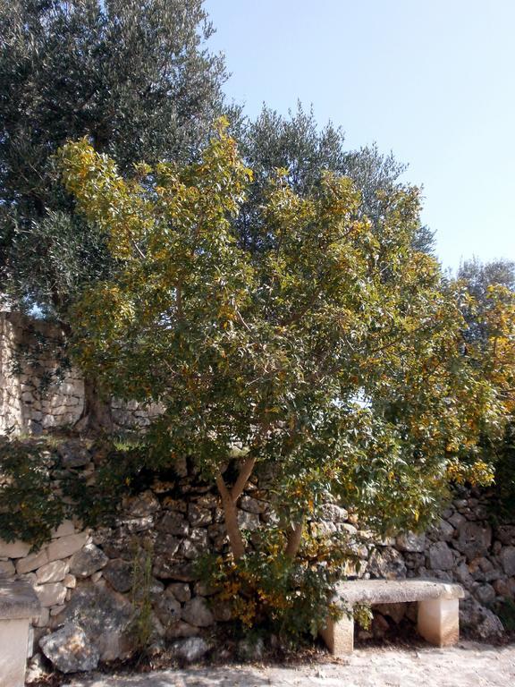 Trullo Villa Giuliana Con Giardino Posizione Panoramica Free Wifi Ostuni Rum bild